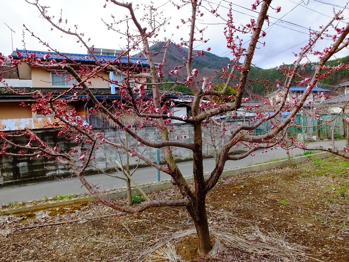 f:id:kanjuku107:20210321170134j:plain