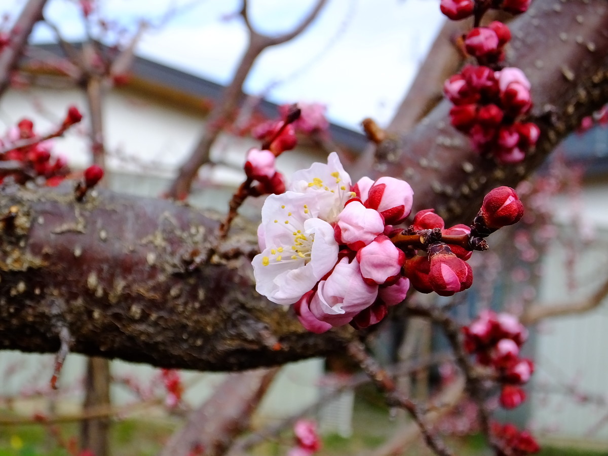 f:id:kanjuku107:20210321170202j:plain