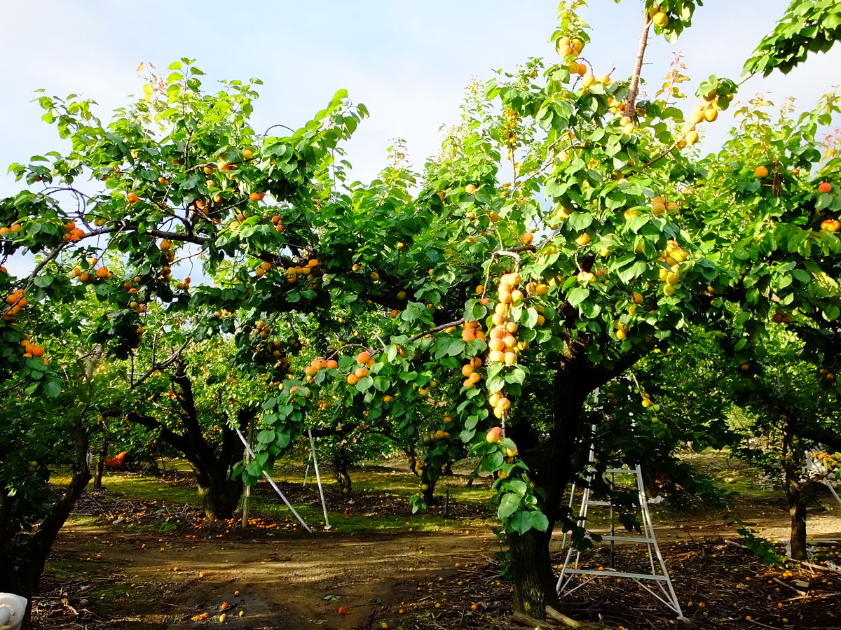 f:id:kanjuku107:20210630162017j:plain