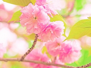 f:id:kankichi9konde:20190404133122j:plain