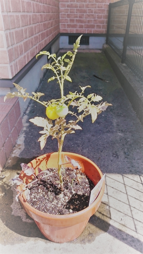 f:id:kankichikambe:20170806143621j:plain f:id:kankichikambe:20170806143621j:plain