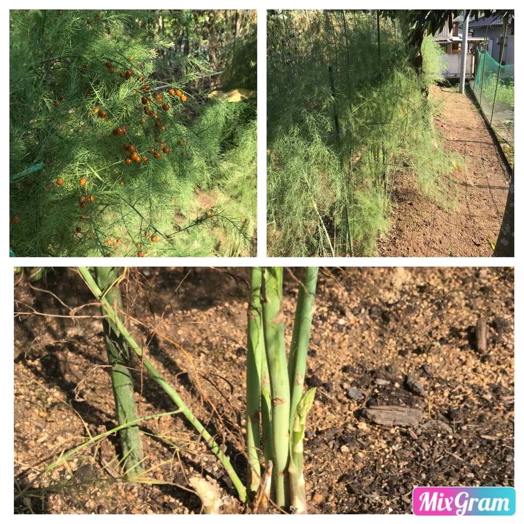 f:id:kankichikambe:20180905221003j:plain f:id:kankichikambe:20180905221003j:plain