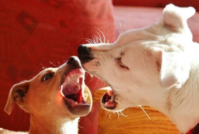 韓国 ペット増加でいたるところで犬に噛まれる事故 韓国ニャンズの夢 韓国 ペット増加でいたるところで犬に噛まれる事故 韓国ニャンズの夢