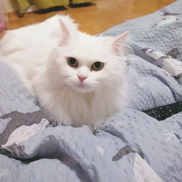 f:id:kankokuneko:20190320164459j:image f:id:kankokuneko:20190320164459j:image