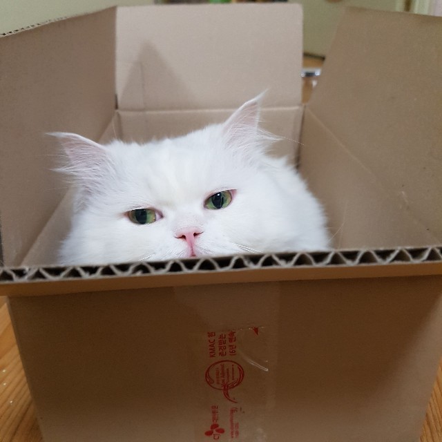 f:id:kankokuneko:20190320164635j:image f:id:kankokuneko:20190320164635j:image