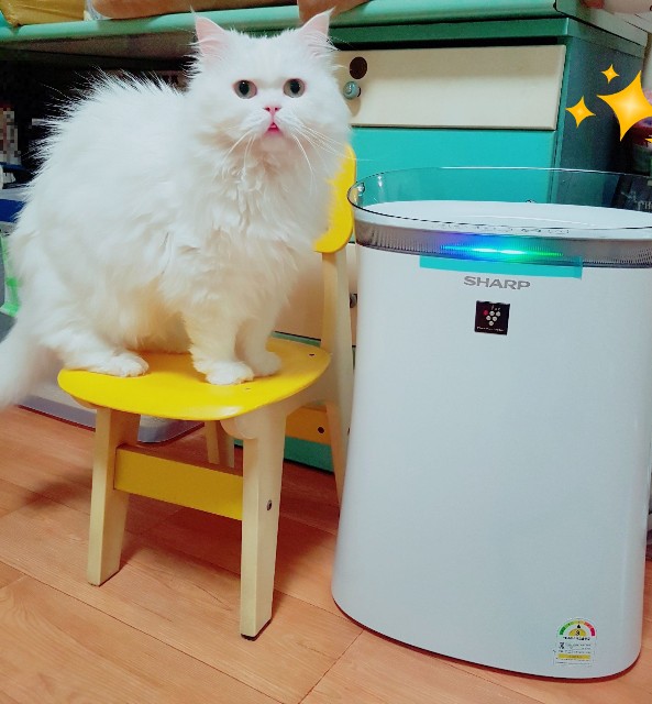 f:id:kankokuneko:20190320184721j:image f:id:kankokuneko:20190320184721j:image