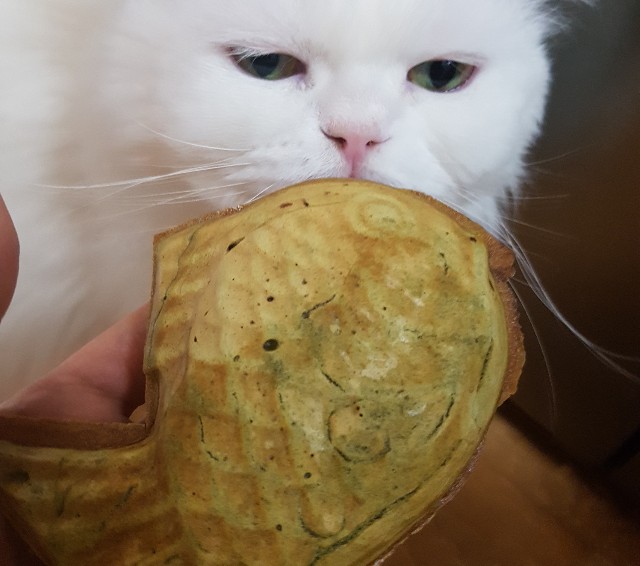 f:id:kankokuneko:20200416164016j:image