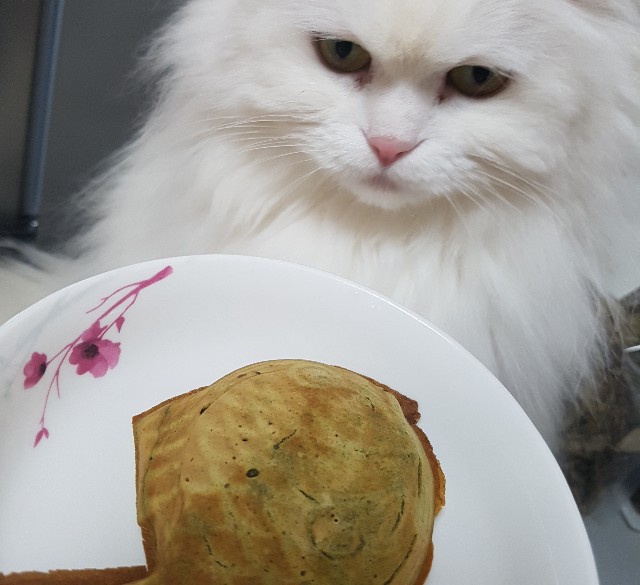 f:id:kankokuneko:20200416164023j:image