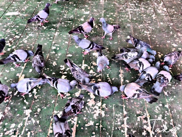 特別価格　奇跡を起こすルアンプートゥアット　レクライ粉末他　アジャンモン師 特別価格 奇跡を起こすルアンプートゥアット レクライ粉末他