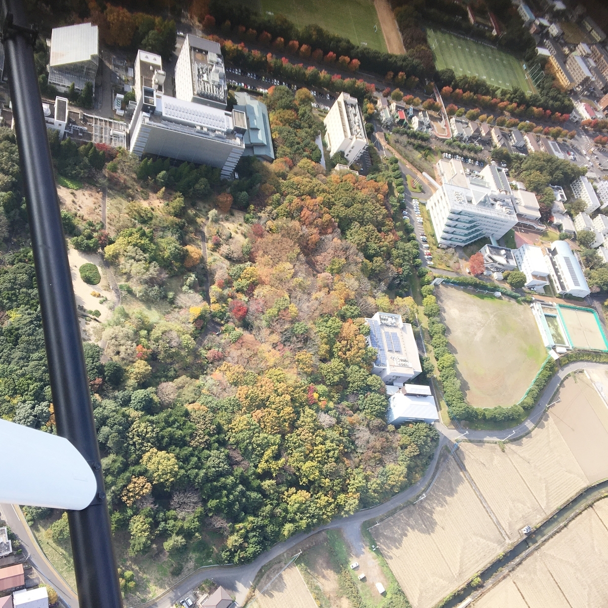 f:id:kankyobiseibutu:20201126124120j:plain