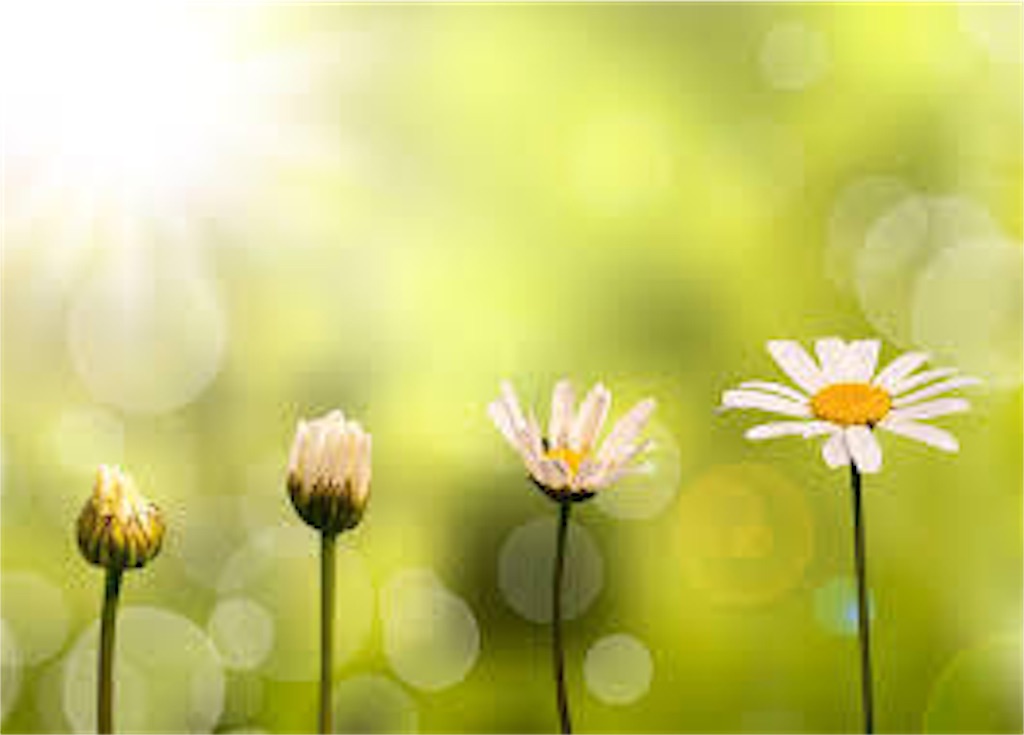 f:id:kannagold0825:20190411142101j:image