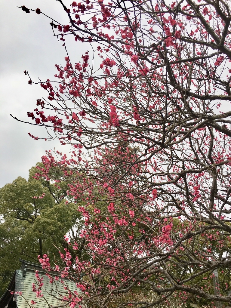 f:id:kannawadokusho:20190216131207j:plain