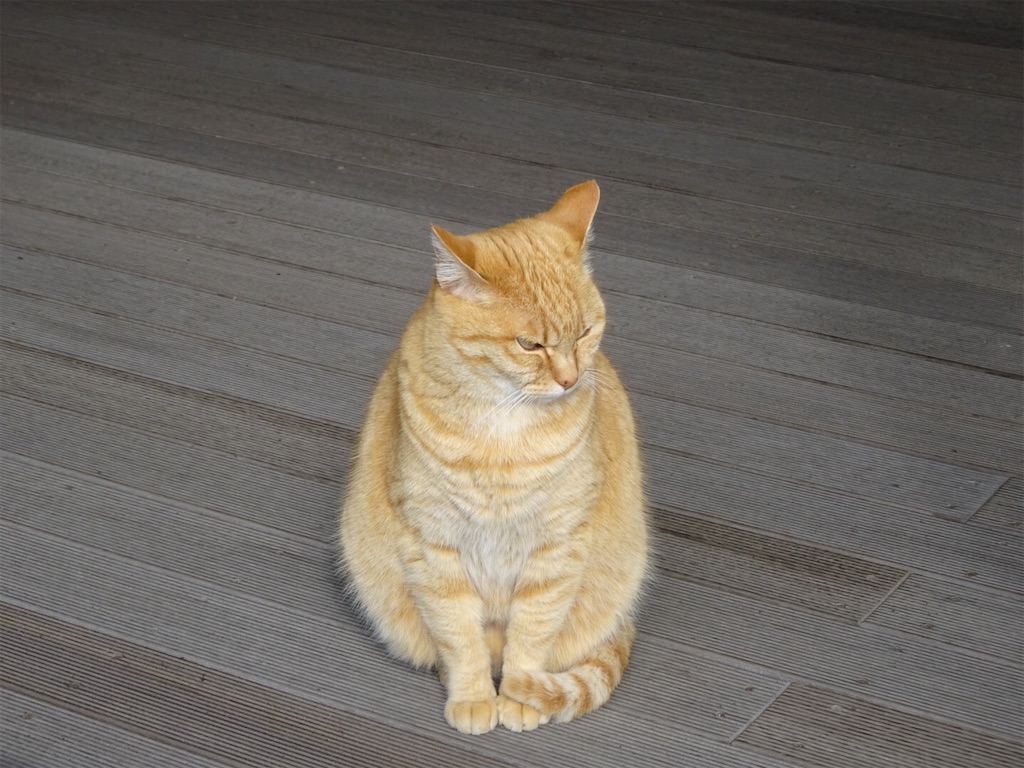 f:id:kannonta:20200124171314j:image