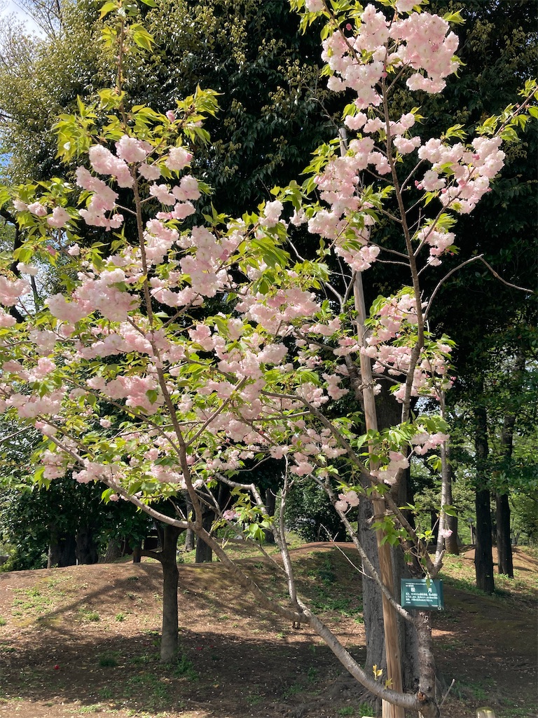 f:id:kannonta:20220417172403j:image