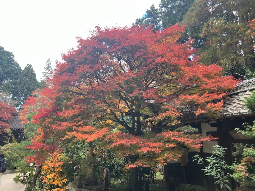 f:id:kannonta:20241117130309j:image