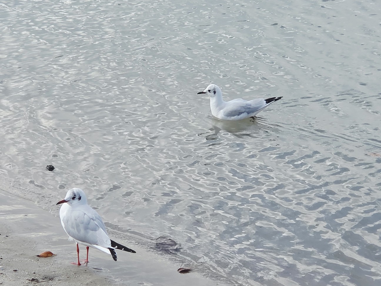 f:id:kannonta:20260102172623j:image