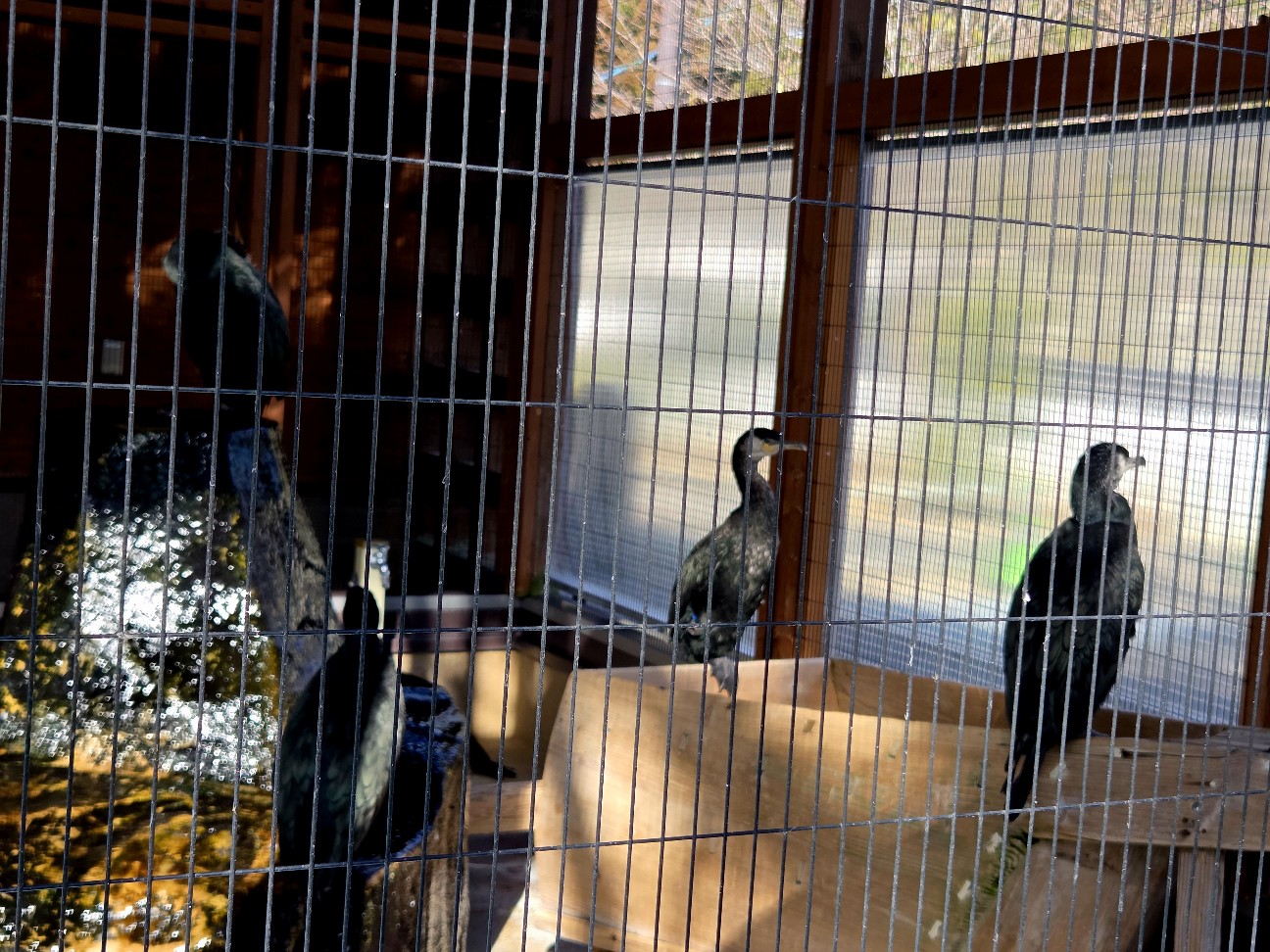 f:id:kannonta:20260112214114j:image