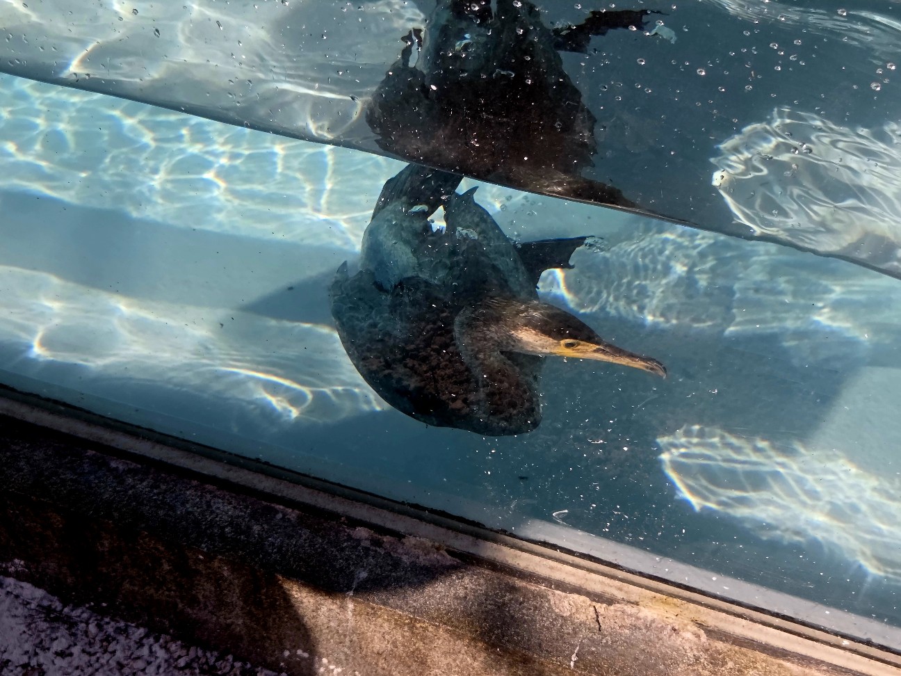 f:id:kannonta:20260112214437j:image