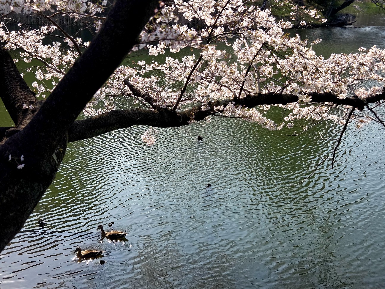 f:id:kannonta:20260328201503j:image