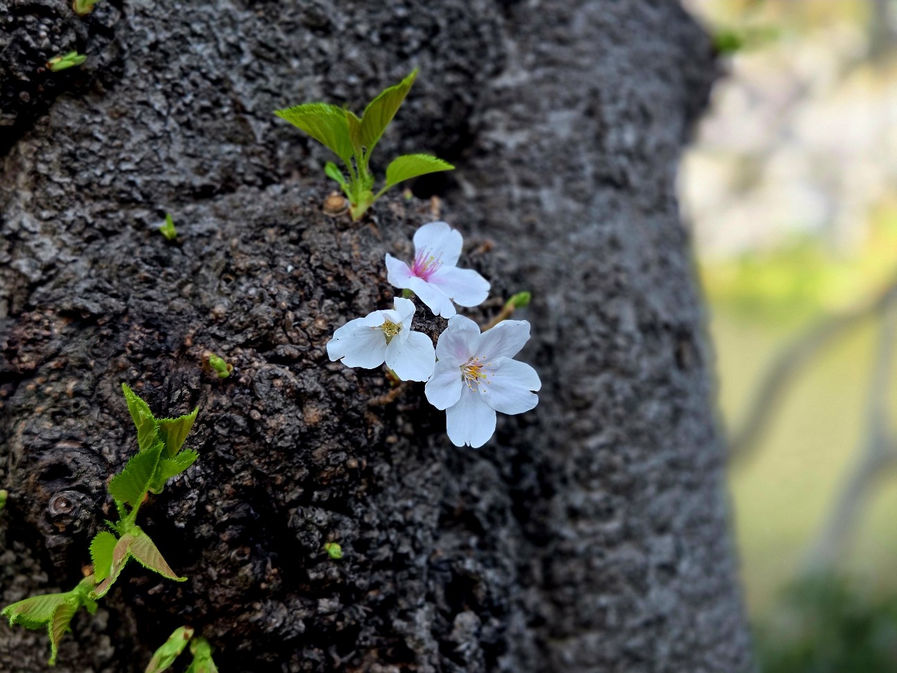 f:id:kannonta:20260328202829j:image