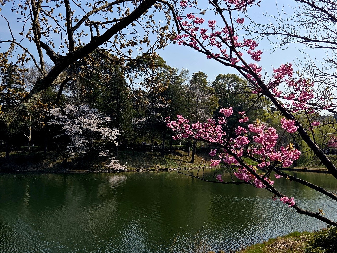 f:id:kannonta:20260328202939j:image