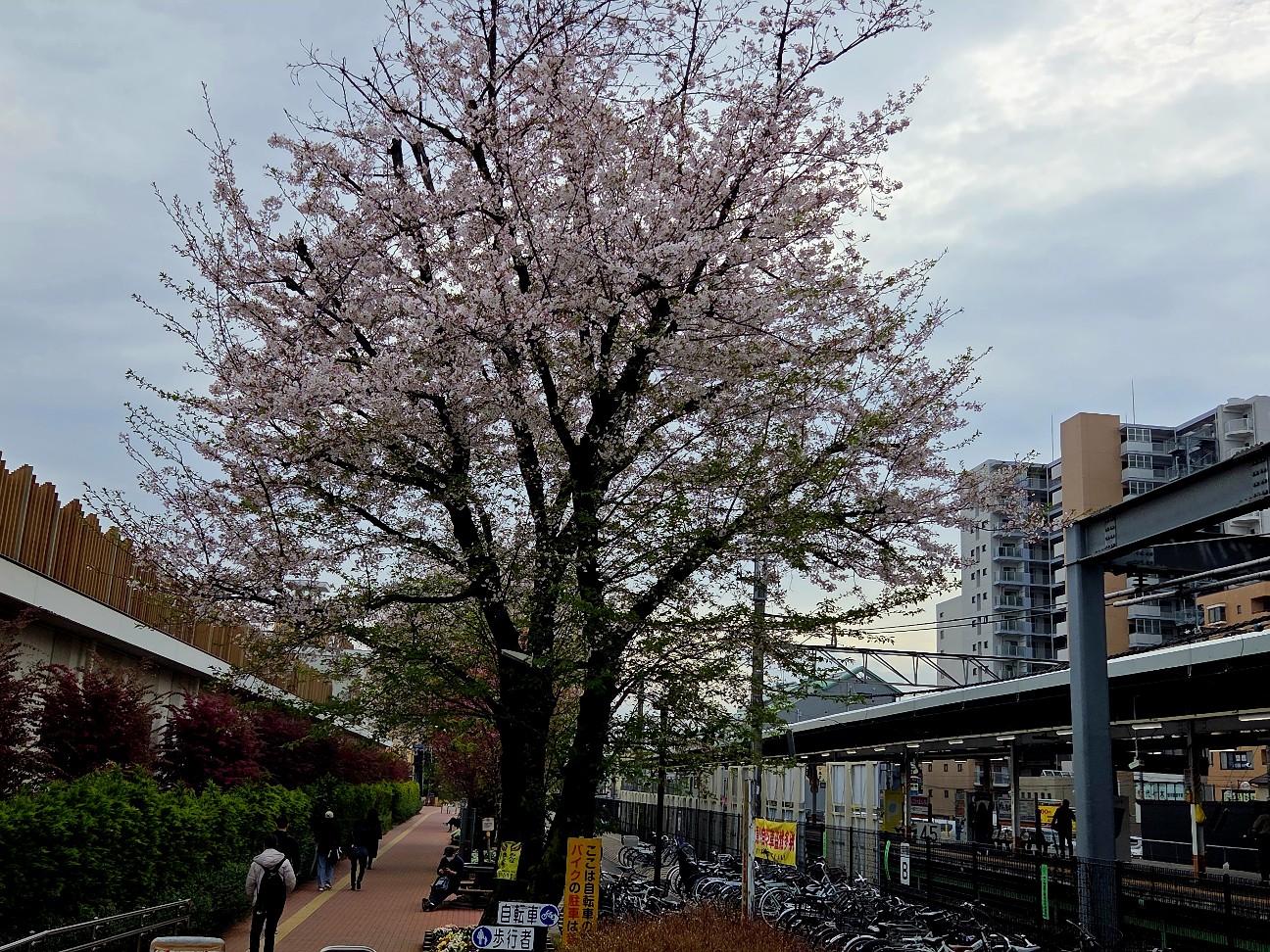 横田基地 サクラ･スプリング･フェスティバル2026 - かんのん日記