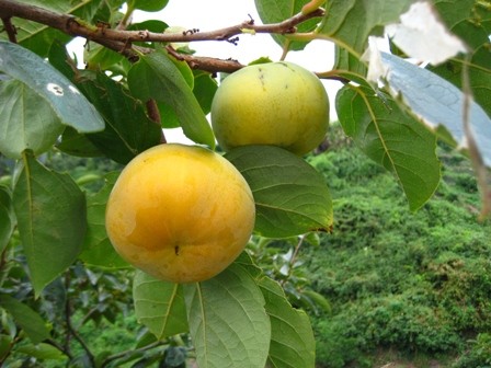 f:id:kannonyama:20080911111627j:image f:id:kannonyama:20080911111627j:image