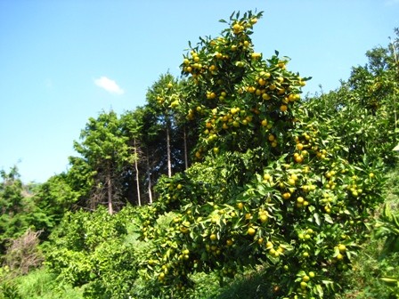 f:id:kannonyama:20090924114205j:image f:id:kannonyama:20090924114205j:image