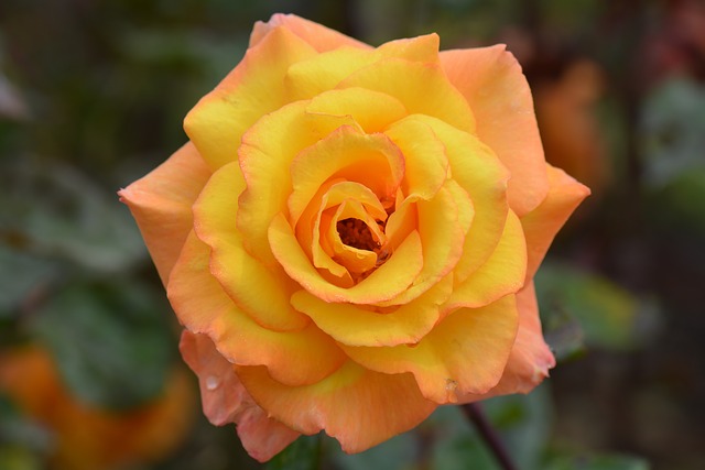 f:id:kannpai:20201012181024j:plain