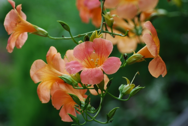 f:id:kannpai:20201023144238j:plain