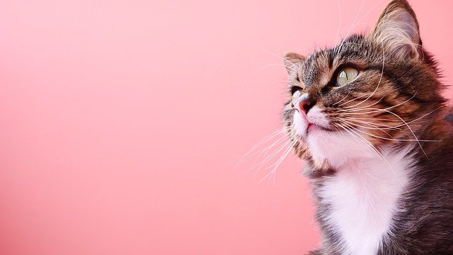 f:id:kannpai:20201231104037j:plain