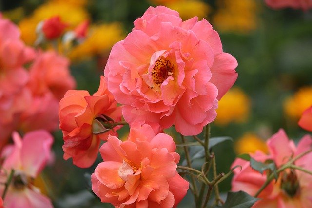f:id:kannpai:20210121183235j:plain