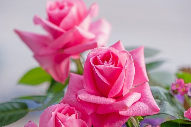 f:id:kannpai:20210512191524j:plain