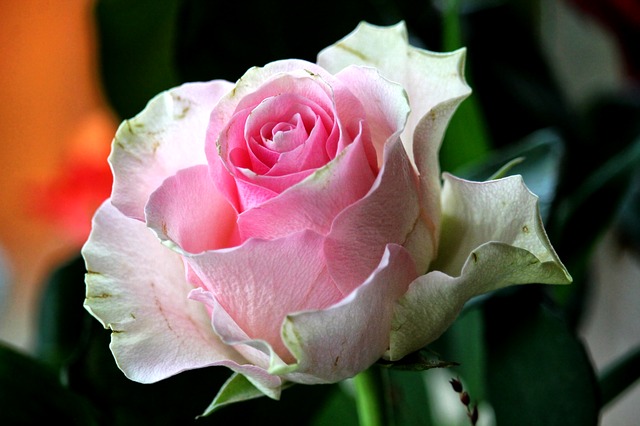 f:id:kannpai:20211110192624j:plain