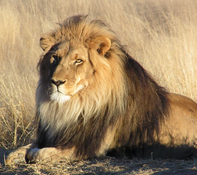 f:id:kannrininn:20190119115127p:plain