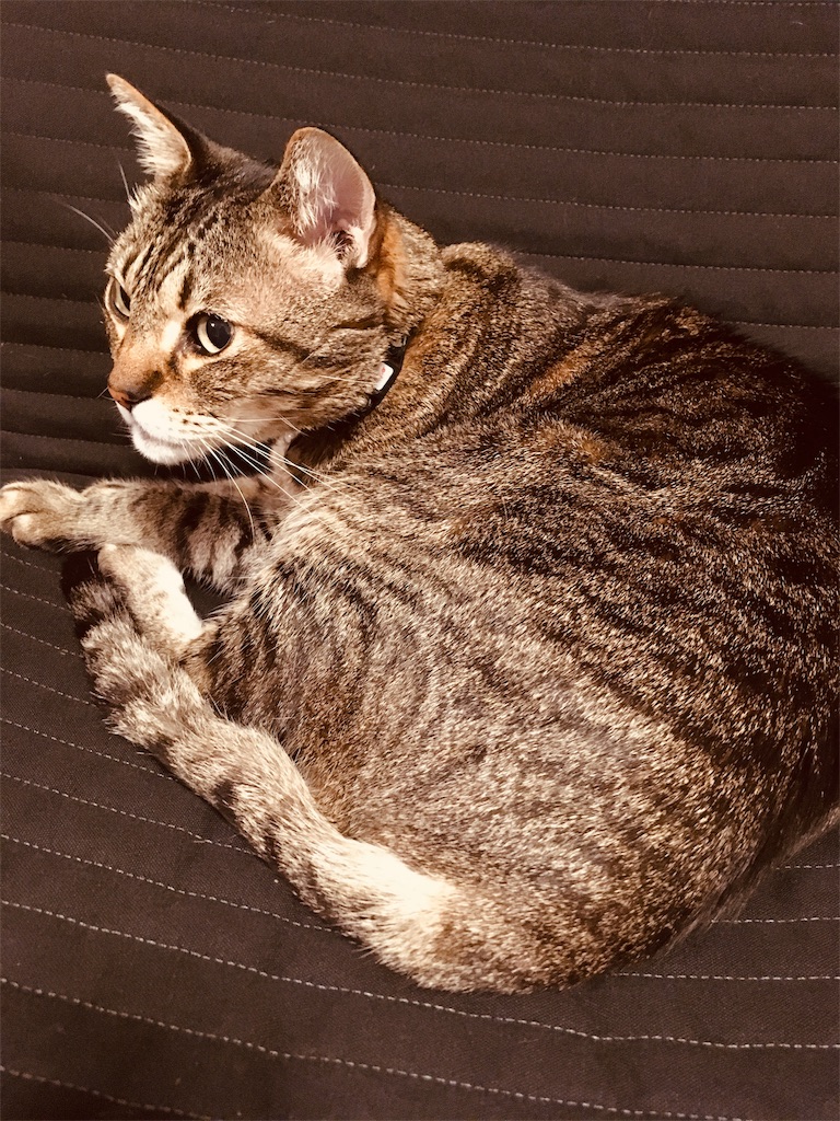 f:id:kanoibibo6:20190326211208j:image