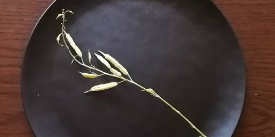 白菜の種、枝がついた状態