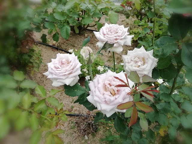 f:id:kanon139:20200722161930j:plain f:id:kanon139:20200722161930j:plain