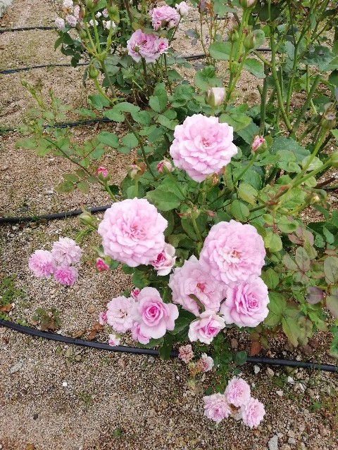 f:id:kanon139:20200722171330j:plain f:id:kanon139:20200722171330j:plain