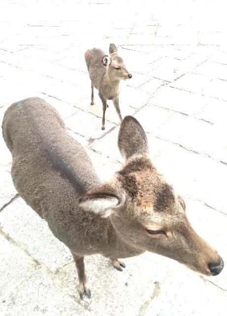 f:id:kanon139:20201213140258j:image