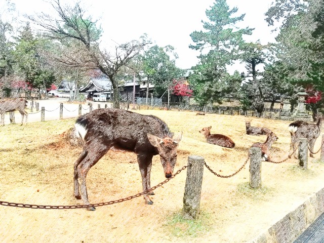 f:id:kanon139:20201213140955j:plain