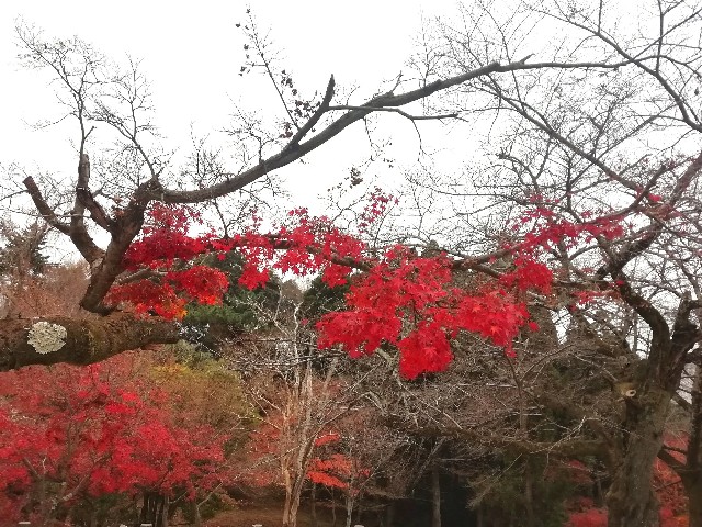 f:id:kanon139:20201213141215j:image f:id:kanon139:20201213141215j:image