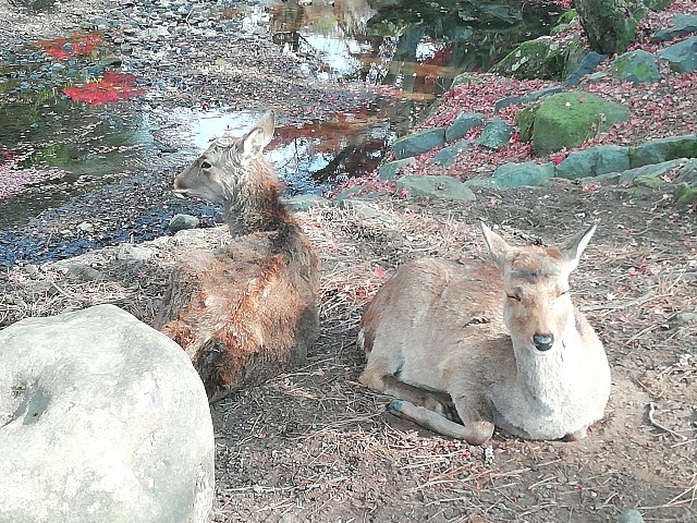 f:id:kanon139:20201213151607j:image f:id:kanon139:20201213151607j:image