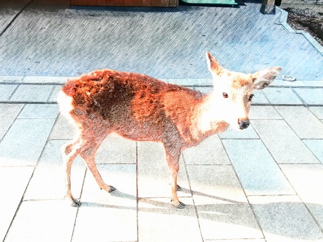 f:id:kanon139:20201214122339j:plain