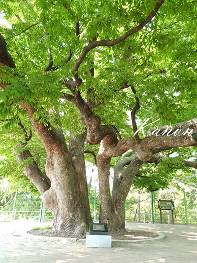 f:id:kanon758:20190711135331j:plain