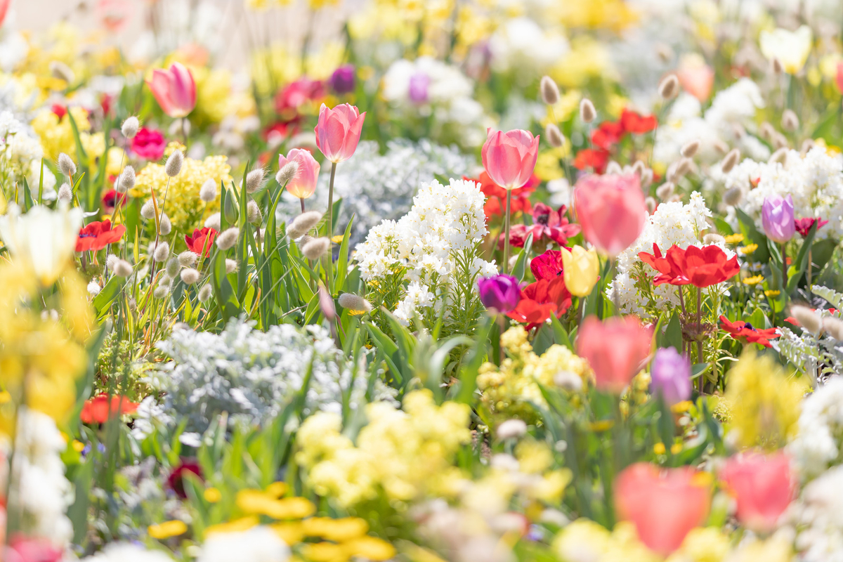 f:id:kanonodax:20190414091936j:plain f:id:kanonodax:20190414091936j:plain