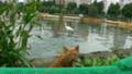 [上野][猫][鳥]