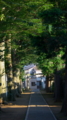 [東京][植物][RAW]