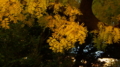 [御茶ノ水][植物][RAW]