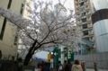 [東京][渋谷][花][桜]